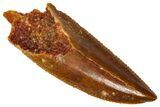 Serrated, Raptor Premaxillary Tooth - Real Dinosaur Tooth #361004-1
